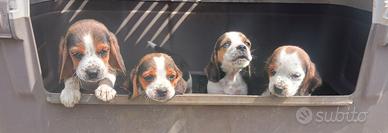 Cuccioli Beagle