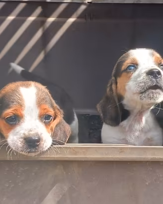 Cuccioli Beagle