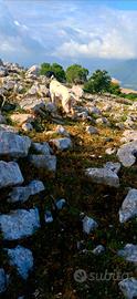 Pointer Inglese 