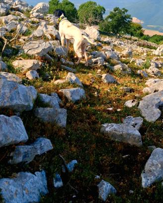 Pointer Inglese 