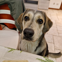 Sila la simpatia fatta a cane