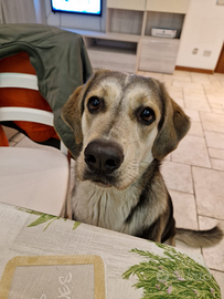 Sila la simpatia fatta a cane