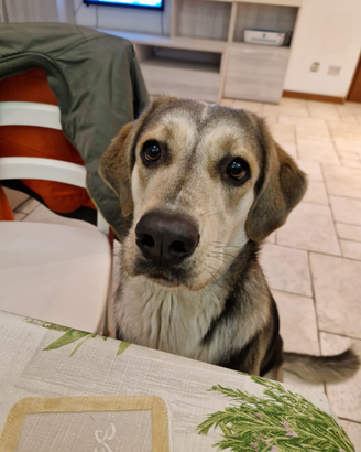 Sila la simpatia fatta a cane