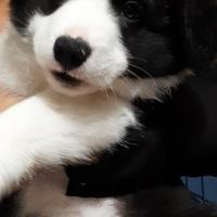 Cucciolo border collie