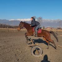 Mezzafida cavalla di 8 anni