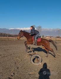 Mezzafida cavalla di 8 anni