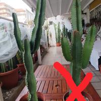 cactus euphorbia candelabroom pianta grassa