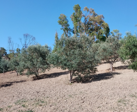 Terreni agricoli Siderno superiore