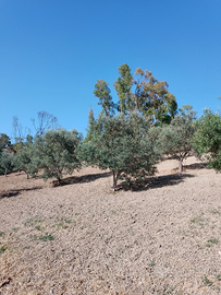 Terreni agricoli Siderno superiore