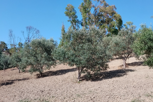 Terreni agricoli Siderno superiore