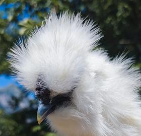 Animali polli
