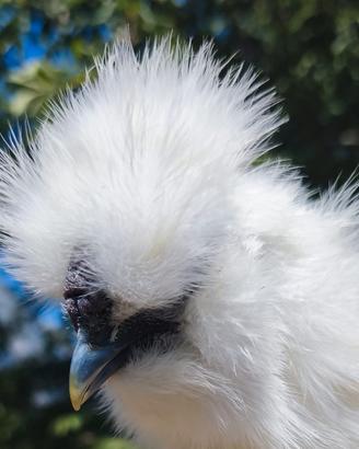 Animali polli