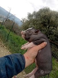 Disponibili maialini vietnamiti