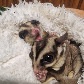 Coppia di petauri riproduttori