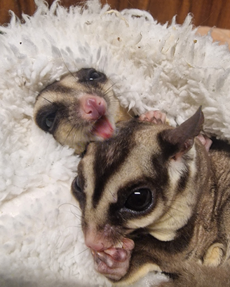 Coppia di petauri riproduttori