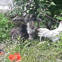 Galline Phoenix, moroseta e sebright