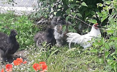 Galline Phoenix, moroseta e sebright