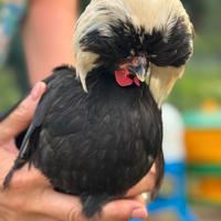 Olandesi Nane Ciuffate