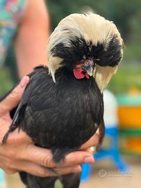 Olandesi Nane Ciuffate