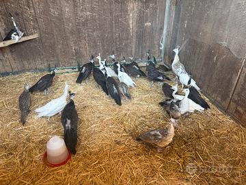 Galline pavoni