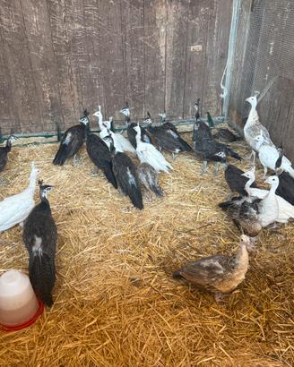 Galline pavoni