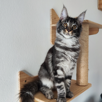 Cucciola Maine Coon