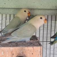 Inseparabili 2 femmine