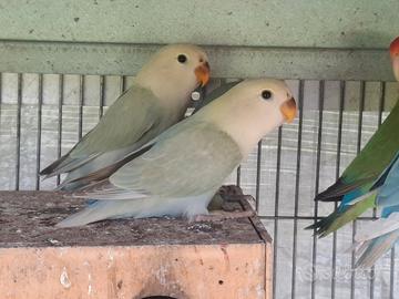 Inseparabili 2 femmine