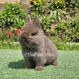 Cucciolo di coniglio Nano