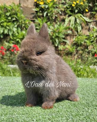 Cucciolo di coniglio Nano