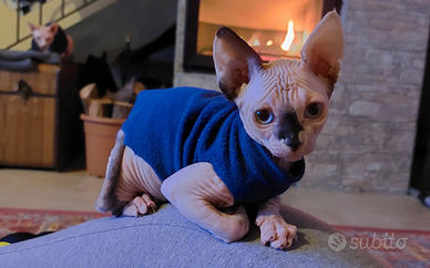 Cucciola di Sphynx