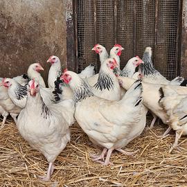 Galline ovaiole francesi tipo sussex