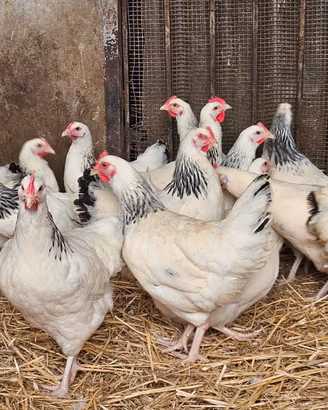 Galline ovaiole francesi tipo sussex