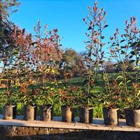  piante di photinia da siepe 