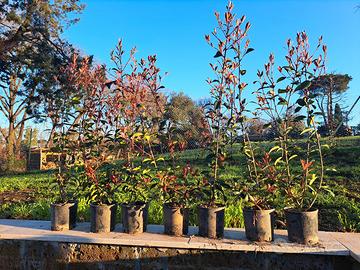  piante di photinia da siepe 