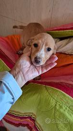 Cuccioli taglia piccola e medio piccola e ad