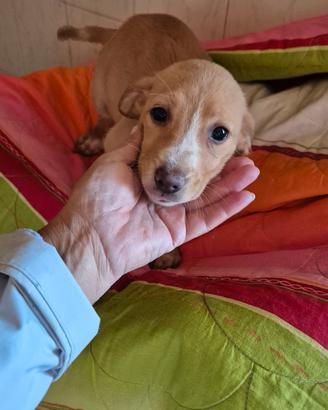 Cuccioli taglia piccola e medio piccola e ad