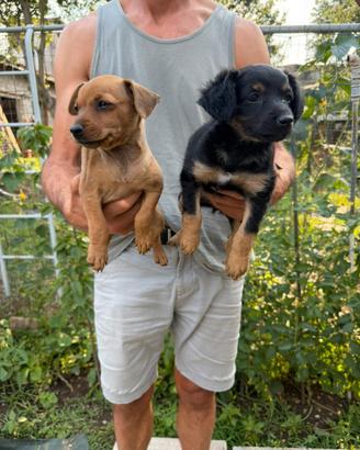 Cuccioli di Maltese x Pinscher
