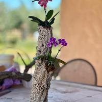Orchidee su sughero