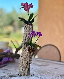 Orchidee su sughero