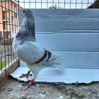 Cravattato italiano reggianino