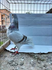 Cravattato italiano reggianino