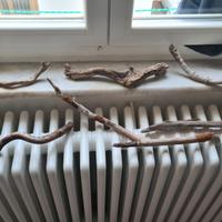 Legni decorativi per terrario