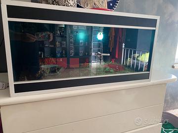 Baby Sulcata con teca