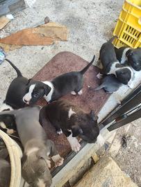Disponibilità Cuccioli Amstaff Blu e neri