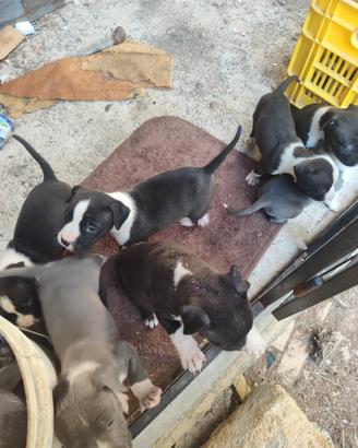 Disponibilità Cuccioli Amstaff Blu e neri