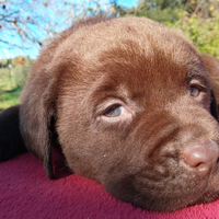 Cuccioli labrador cioccolato