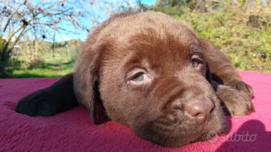 Cuccioli labrador cioccolato