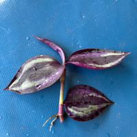 Tradescantia zerbina