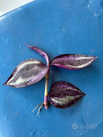 Tradescantia zerbina